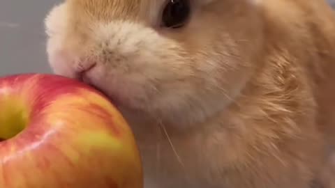 cute rabbit