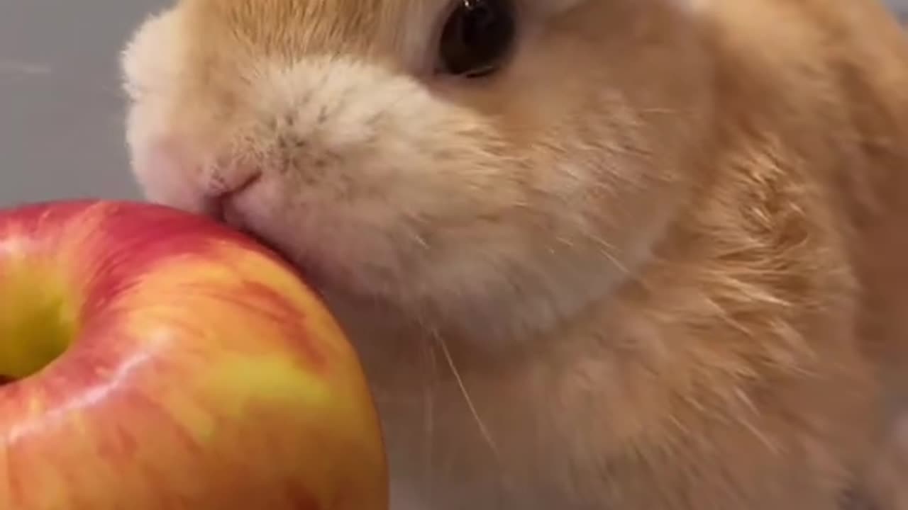 cute rabbit