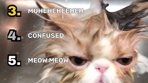 Funniest cat Clips