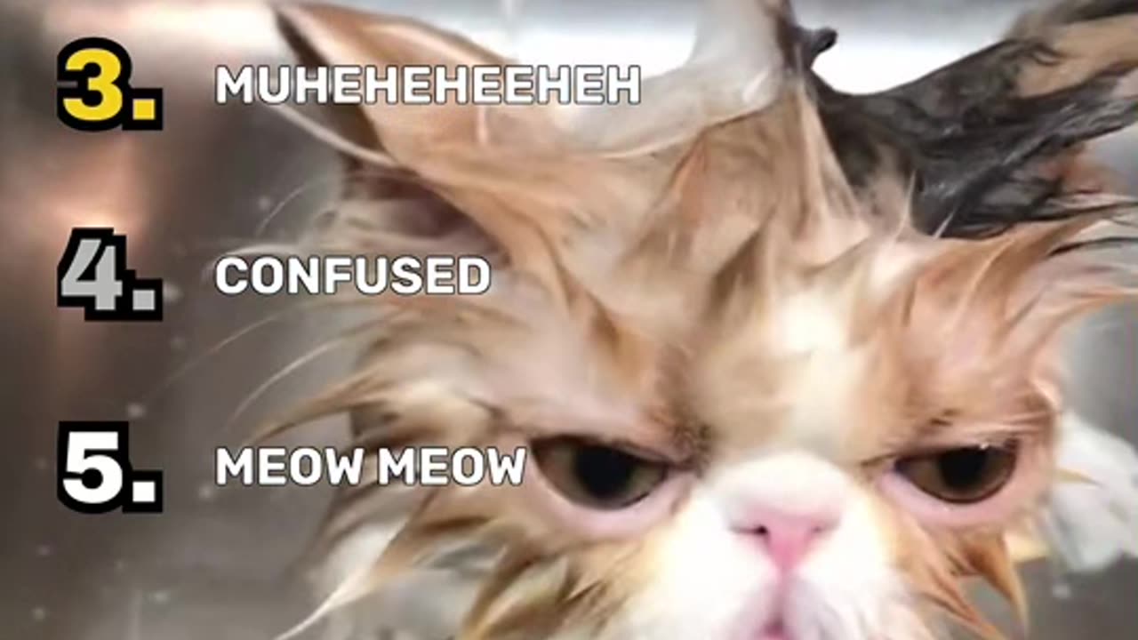 Funniest cat Clips