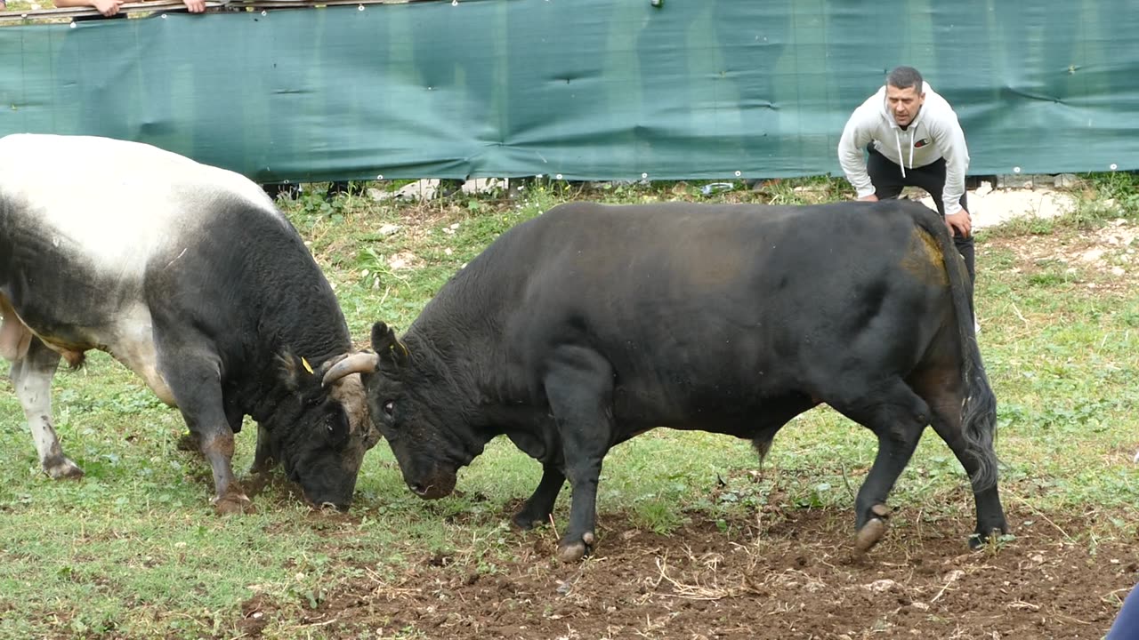 Mali Gare od Bilića vs Peran od Šimića Šestanovac 2025