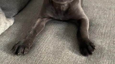 Funny Dog Videos