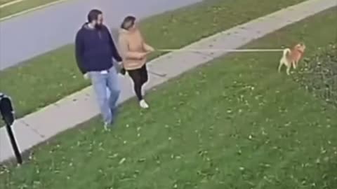 🤡 Tree Falls, Couple Narrowly Escapes… But Hubby Forgets the Wife 😂🚨