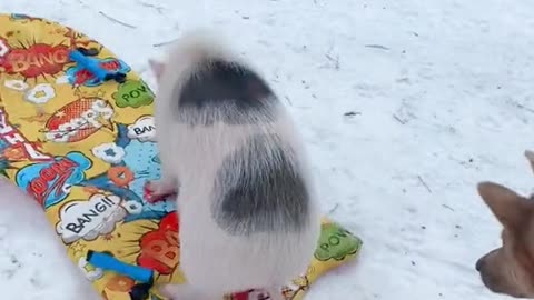 Pigs Sledding!