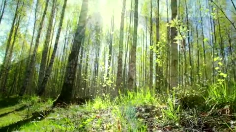 Beautiful Relaxing Music for Stress Relief 🌿 | Calming Music for Meditation, Sleep, Spa & Relaxation