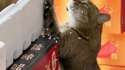 Cat-titude with a Twist: USA’s Funniest and Cutest Cats! 🐾🇺🇸