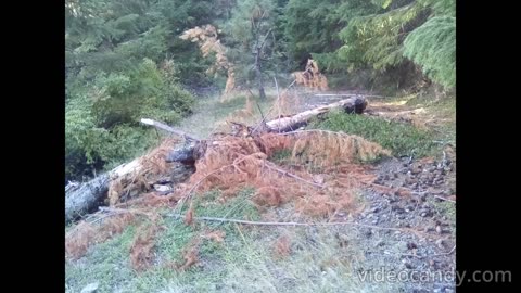 Bigfoot Evidence - marker tree and pile of fir tops on forest path