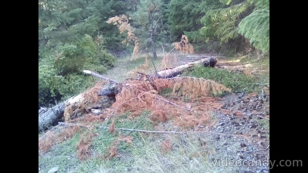 Bigfoot Evidence - marker tree and pile of fir tops on forest path