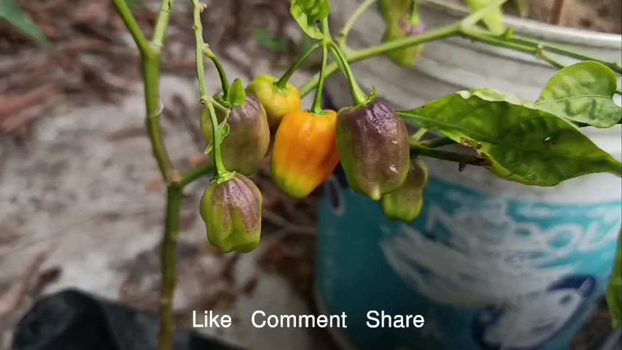 Hainan yellow lantern chili