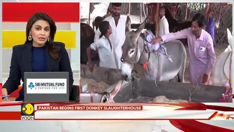 Pakistan Opens First Donkey Slaughterhouse to Meet China's Growing Demand _ Grav.mp4