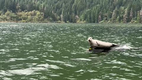 A Seal Afloat on a Log Boat