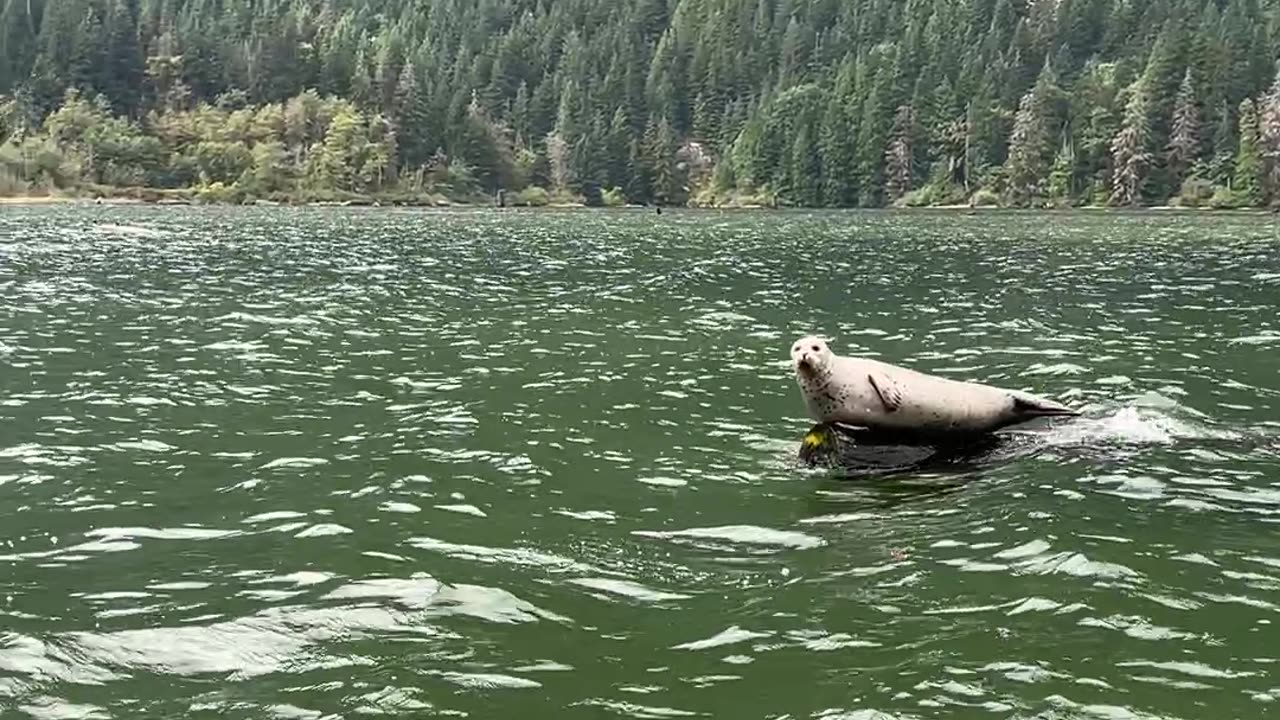 A Seal Afloat on a Log Boat