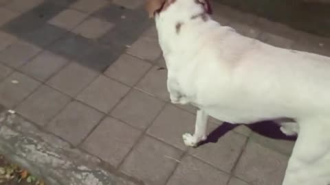 🐶😮 You Won't Believe How This Three-Legged Dog Adapts! | FeedMyCuriosity