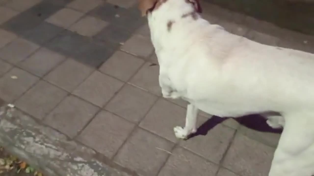 🐶😮 You Won't Believe How This Three-Legged Dog Adapts! | FeedMyCuriosity