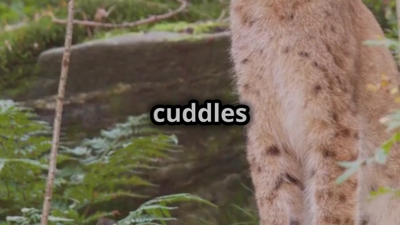🐆⚠️🐱 The Serval Cat – A Wild Beauty That Doesn’t Belong in a Home! 🏡🚫
