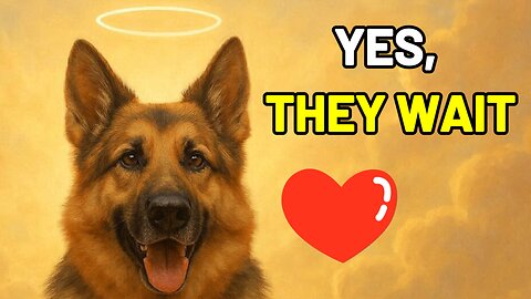 Will You See Your Fur-Babies Again In Heaven?