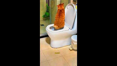 Smart Cat Using Toilet | Funny & Trained Cat Video 2025