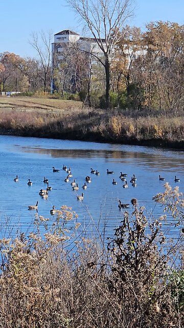 A Flock of Geese on River Bend Pond