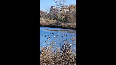 A Flock of Geese on River Bend Pond