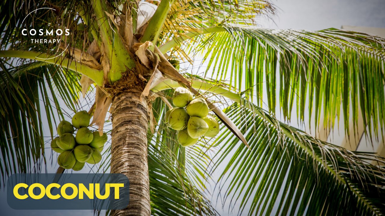 Coconut Trees | Nature’s Gift to Humanity | A Short Documentary"