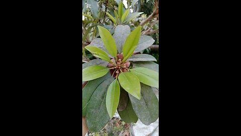 The flower of the Sabeda fruit
