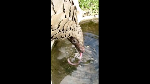 The armadillo is drinking