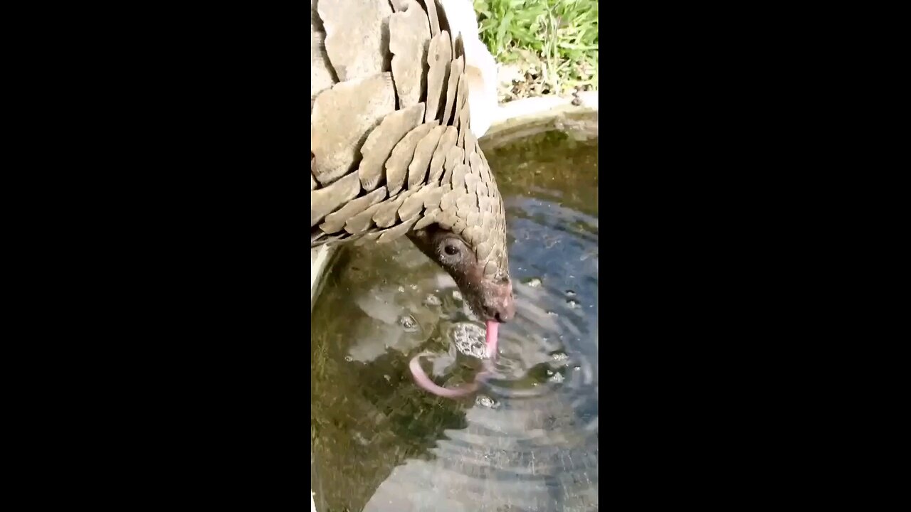 The armadillo is drinking