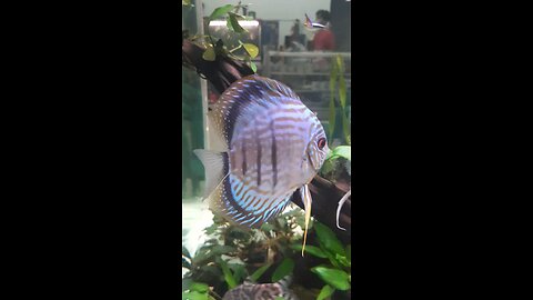 ikan