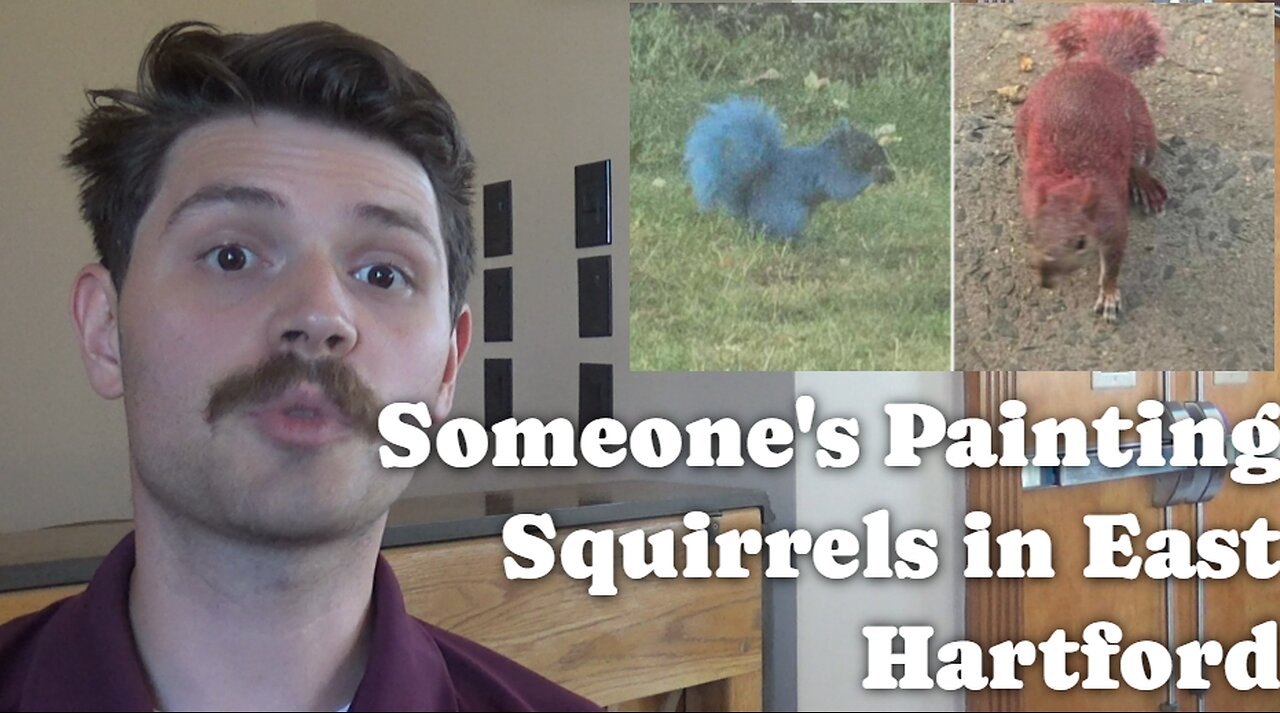Someone's Painting Squirrels In East Hartford