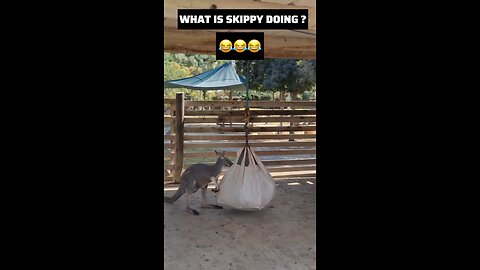 Kangaroo playing 