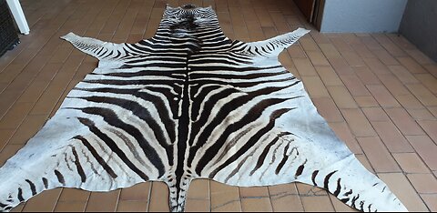 Zebra hide skin