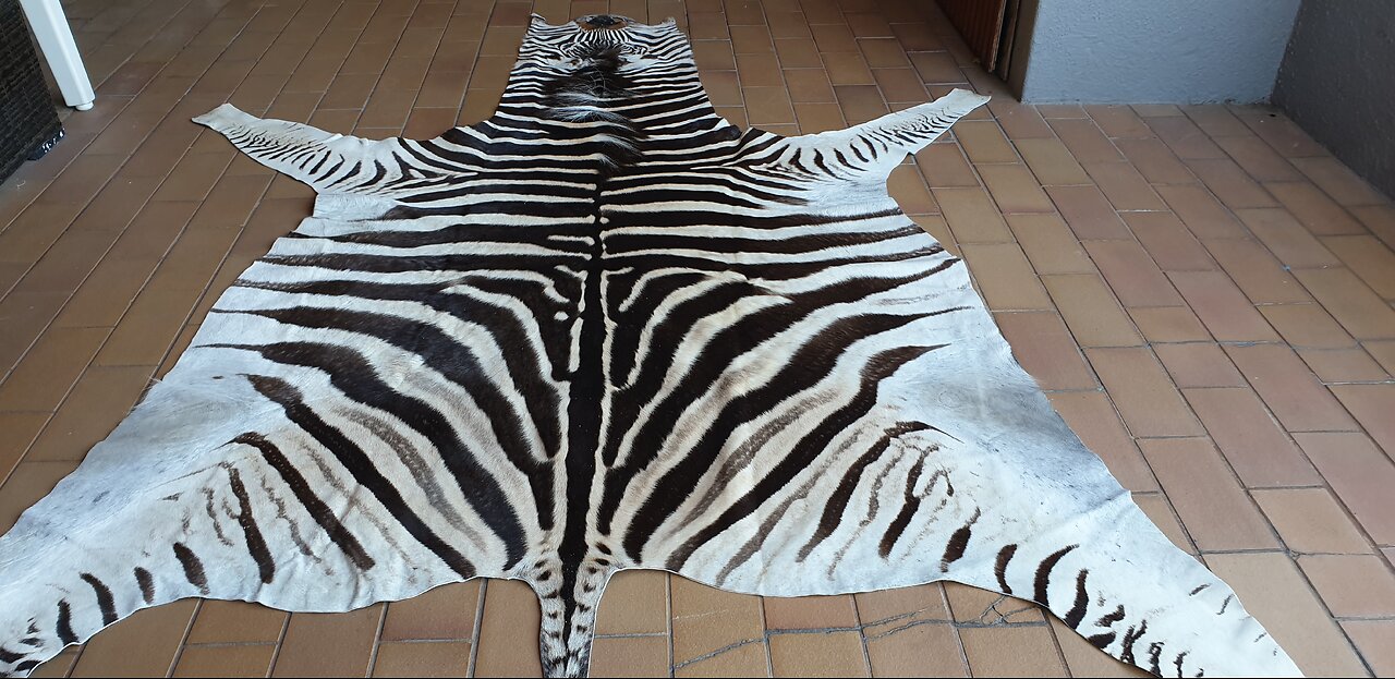 Zebra hide skin