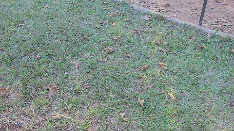 Thursday update around the Homestead