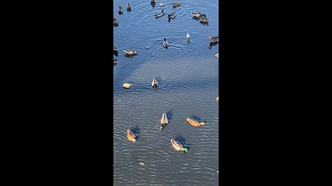 Mallard Ducks 🦆 & Egret #mallardducks #egret #ducks #shorts #followme #trending