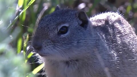 Groundhogs of the West: Marmots, Ground Squirrels, and Prairie Dogs