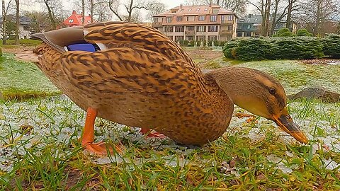 Another Female Mallard Duck Hen Feasting on Ice Rice