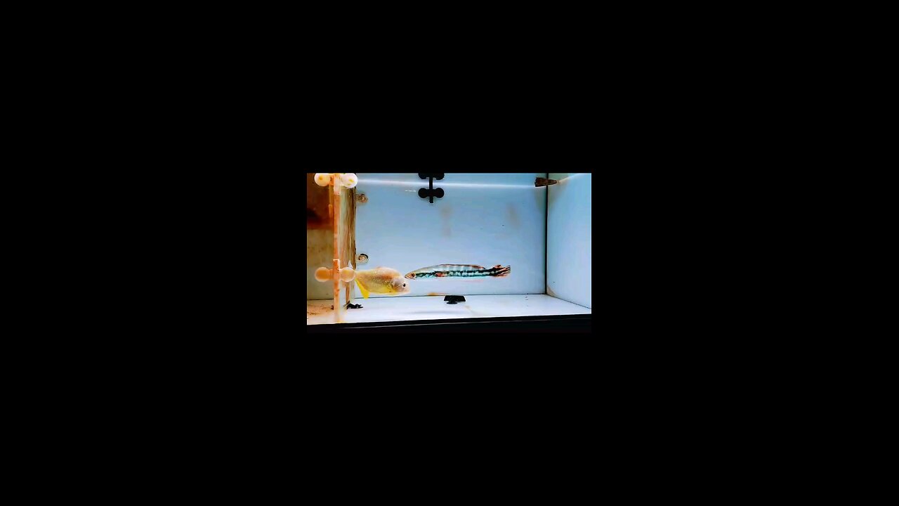 PHIRANHA VS MICROPELTEN. who win??????