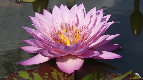 NYBG ENID A. HAUPT CONSERVATORY (PART II)