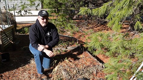 Harvesting Horseradish