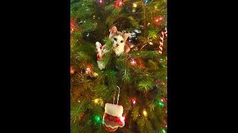 Kitty's First Christmas - 2024