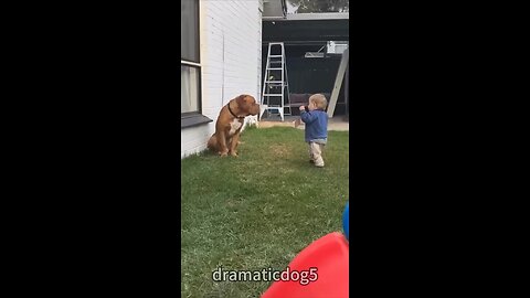 Dogs & Babies😍😂😬