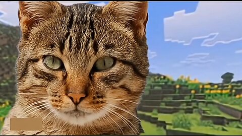 cat vs creeper