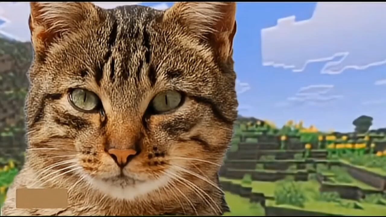 cat vs creeper