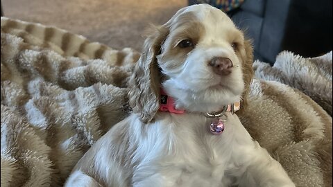 Someone drank some brave juice