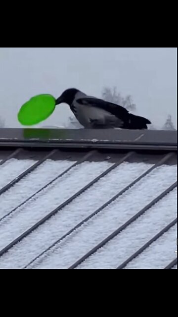 Crow snow slide!!