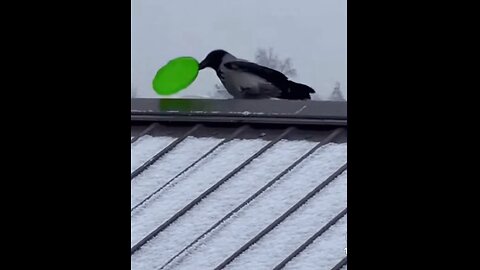Crow snow slide!!