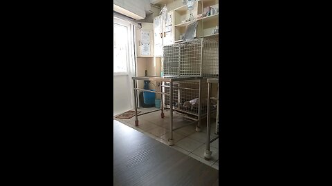 veterinary center antipolo citu