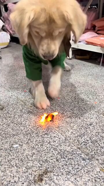 Dog is trying to help