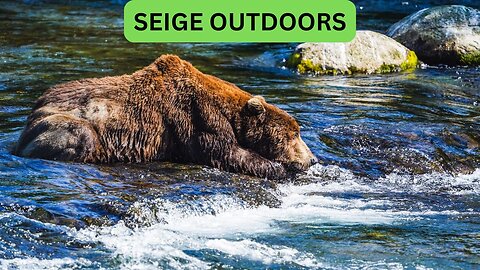 Katmai National Park Bear Feeding Live Stream!