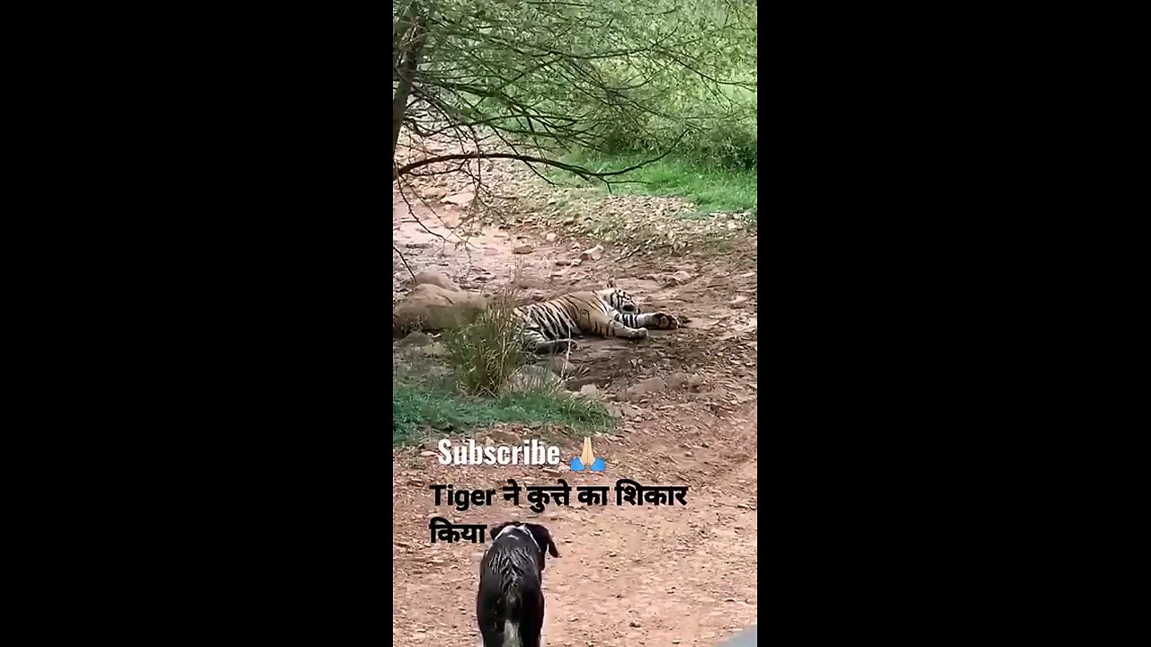 Wild Tiger Vs Stray Dog